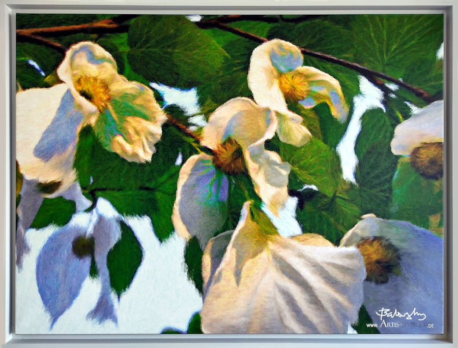 ■ NATUR ■ FRÜHLING MIT DEN "TASCHENTUCHBAUM" ■ NATUR ■ SPRING WITH THE "HANDKERCHIEF TREE" ■ NATURE ■ PRINTEMPS AVEC "LE ARBRE MOUCHOIR"